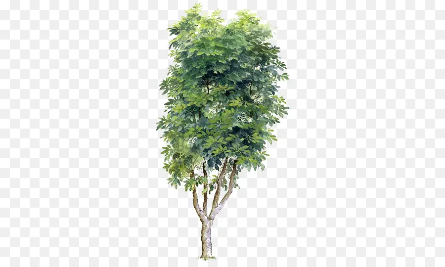 شجرة，برقوق PNG