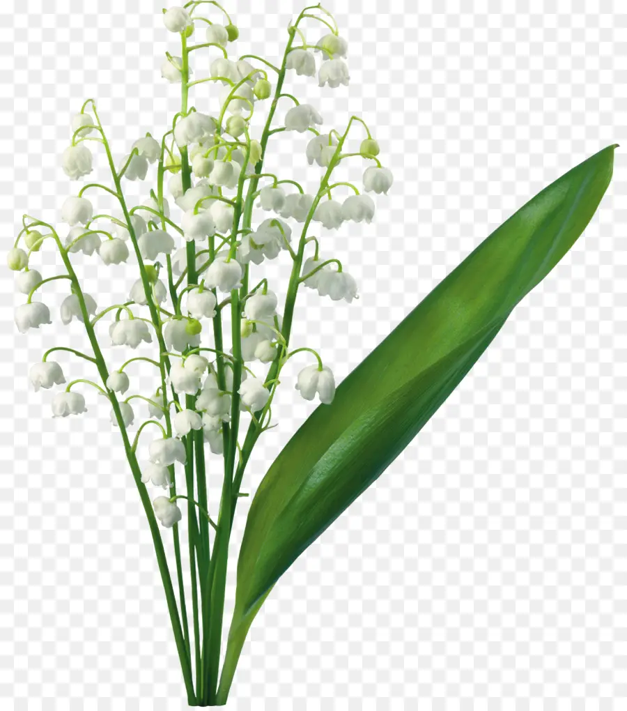 زنبق الوادي，زهرة PNG