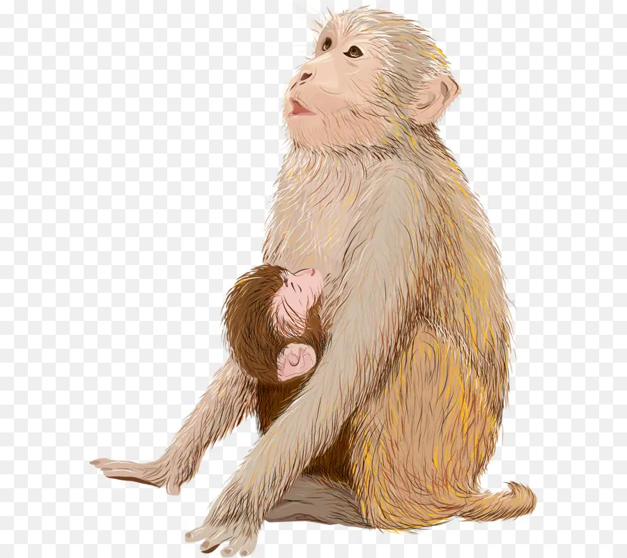 الرضع，القرد PNG
