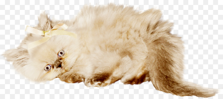 شعر اللحية，قطه صغيرة PNG