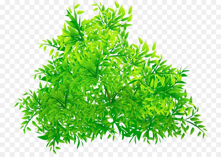 أخضر，شجرة PNG