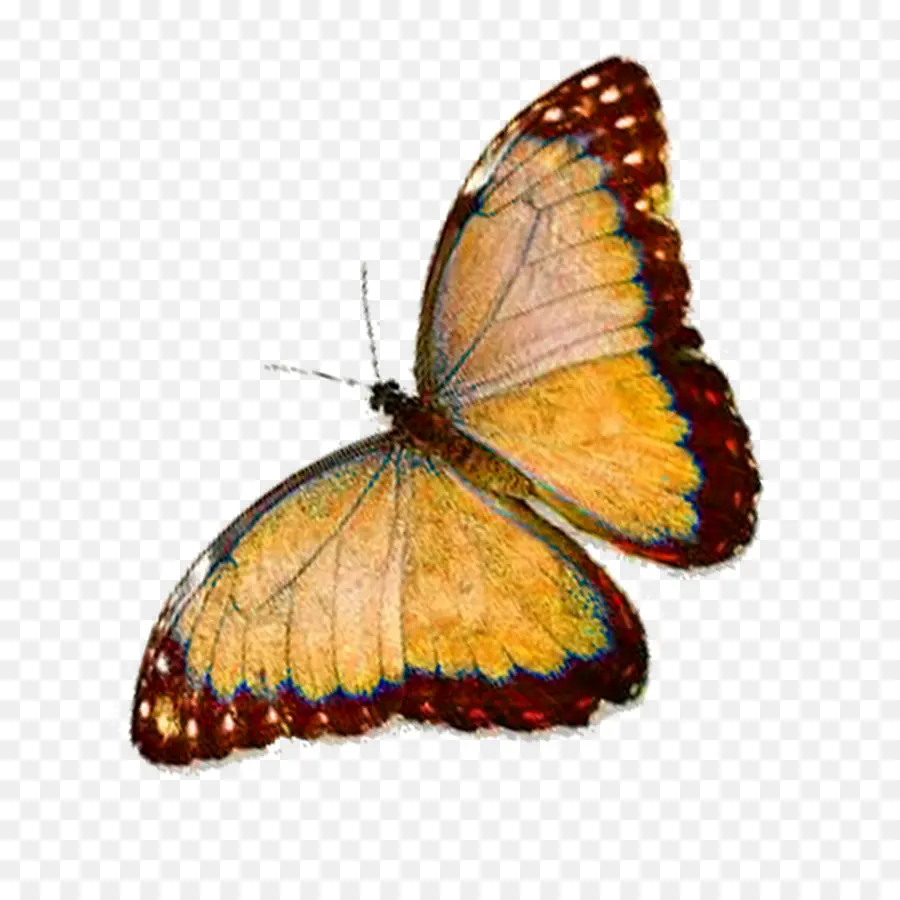 فراشة，العاهل الفراشة PNG