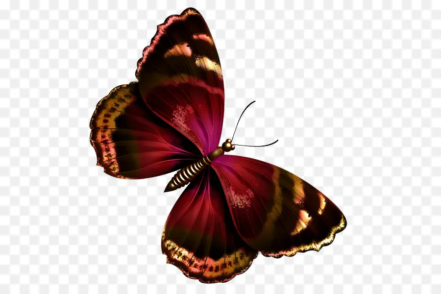 فراشة，Papilio يوليسيس PNG