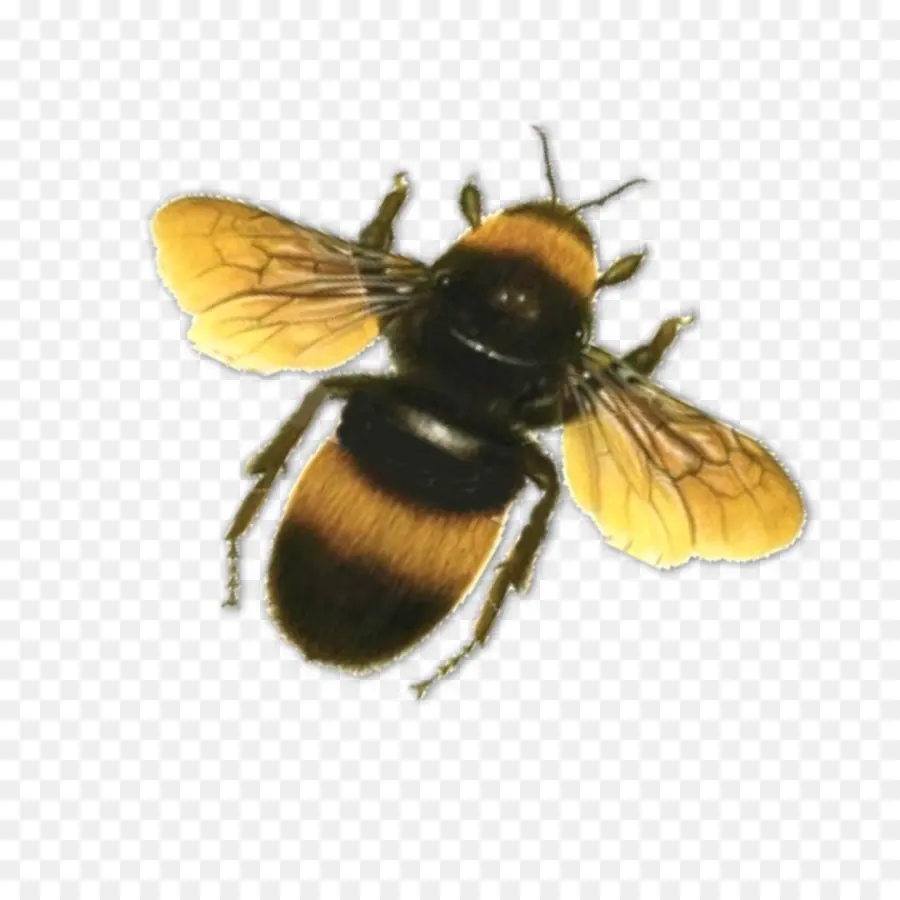 نحلة，فراشة PNG