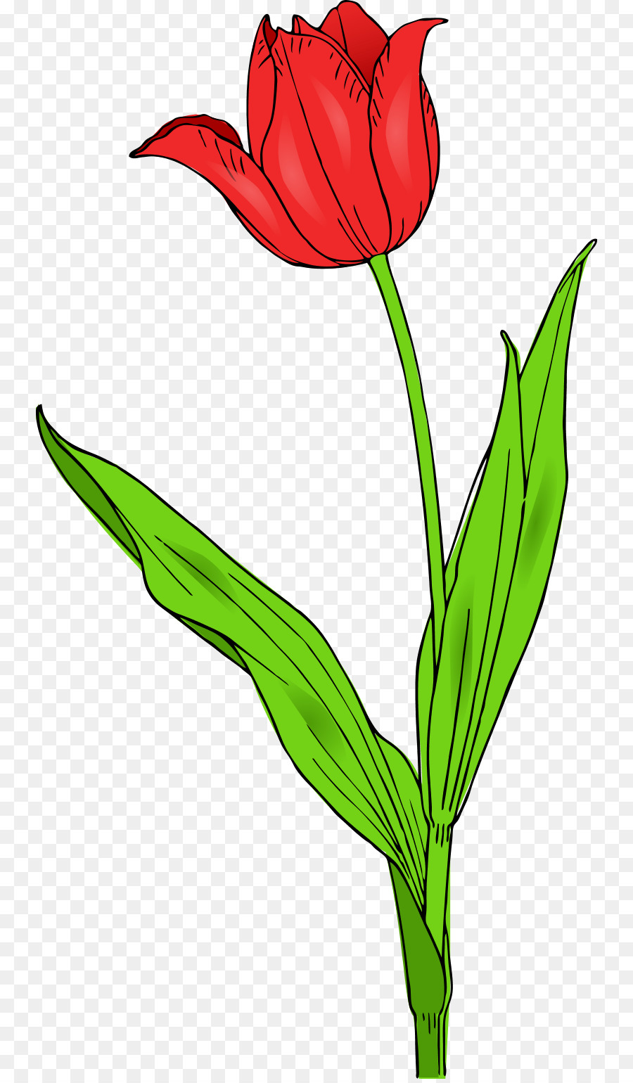 Tulipa Gesneriana，زهرة PNG