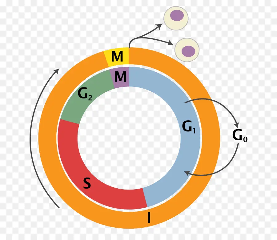 مخطط دورة الخلية，علم الأحياء PNG