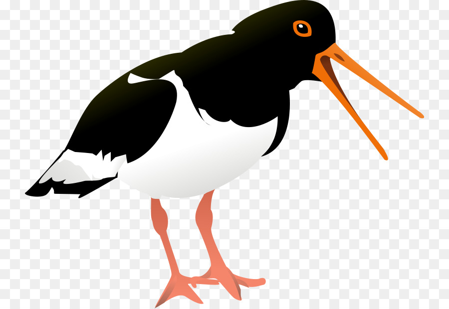 الطيور，الأوراسي Oystercatcher PNG