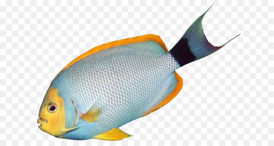 العصفور，الأسماك PNG