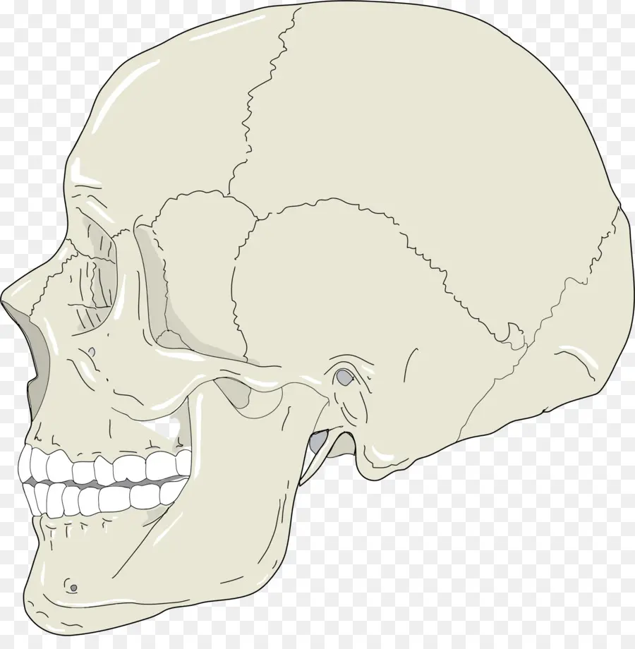 الجمجمة，رأس الإنسان PNG