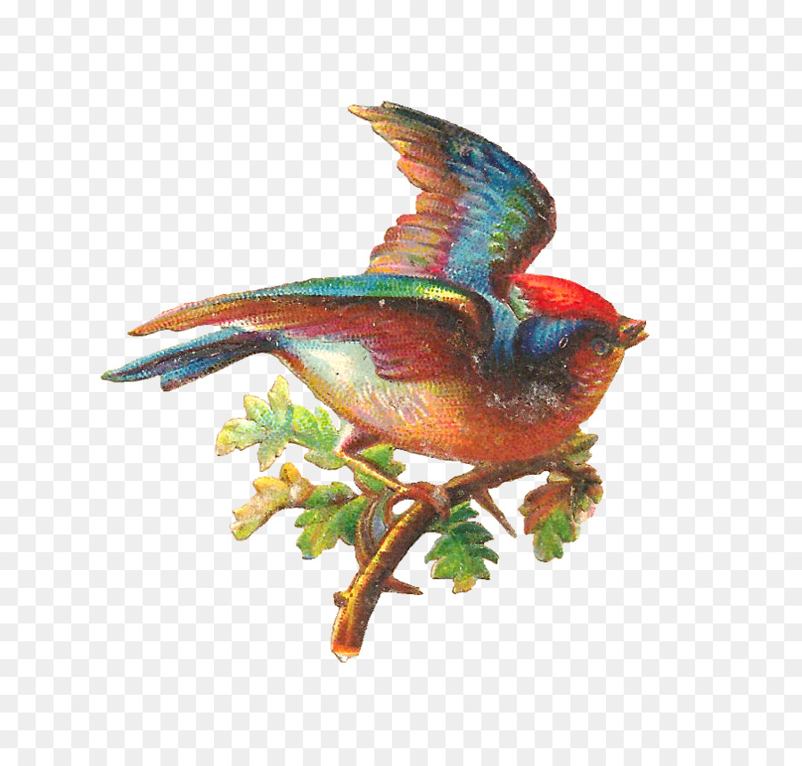الطيور，البلوط PNG