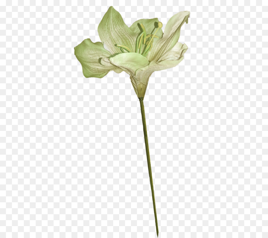 Lilium，الأخضر PNG