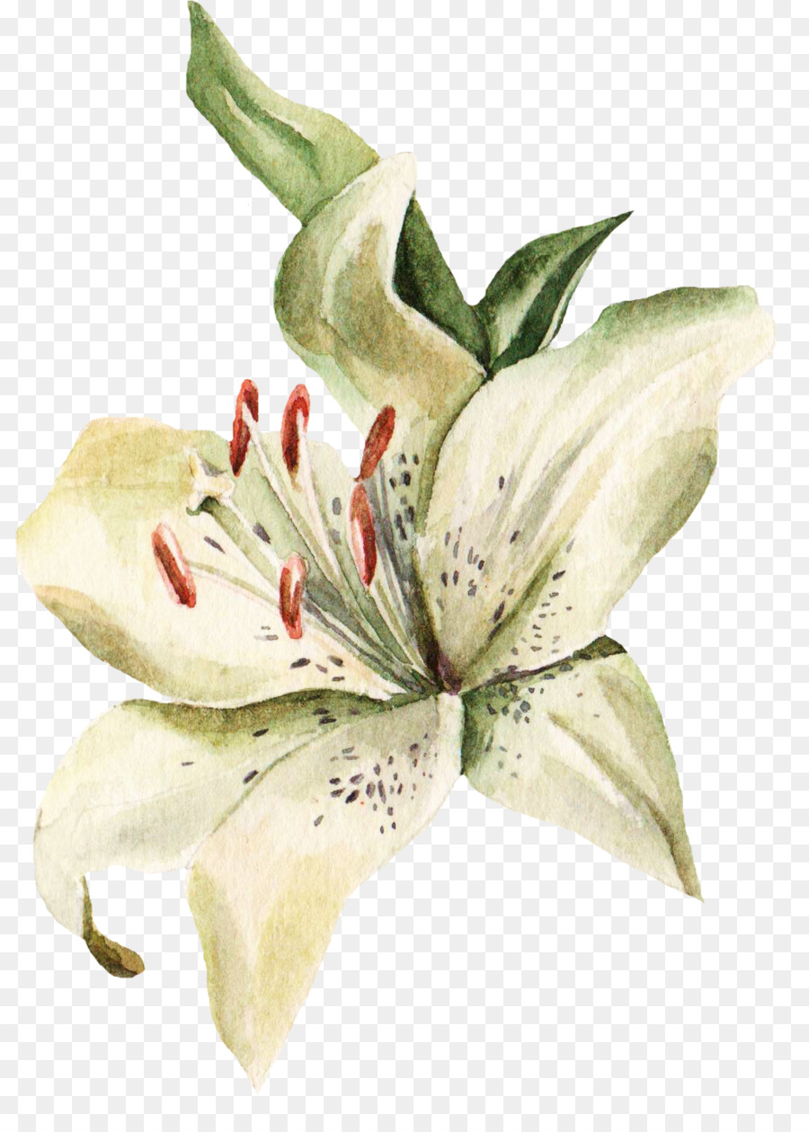 Lilium，بطاقة زيارة PNG