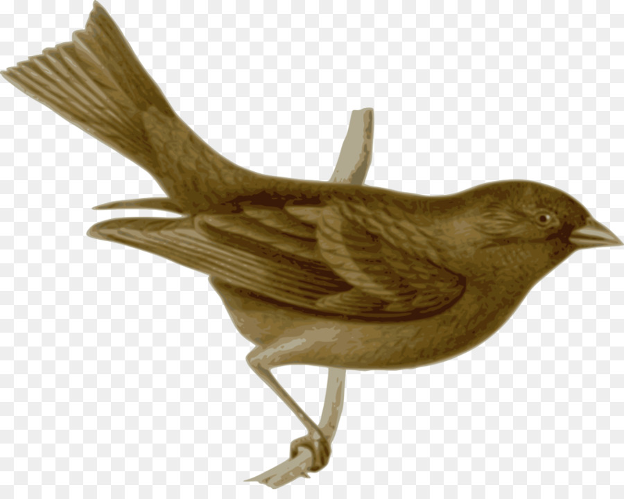الطيور，الجواثم PNG