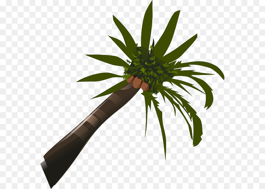 Arecaceae，جوز الهند PNG