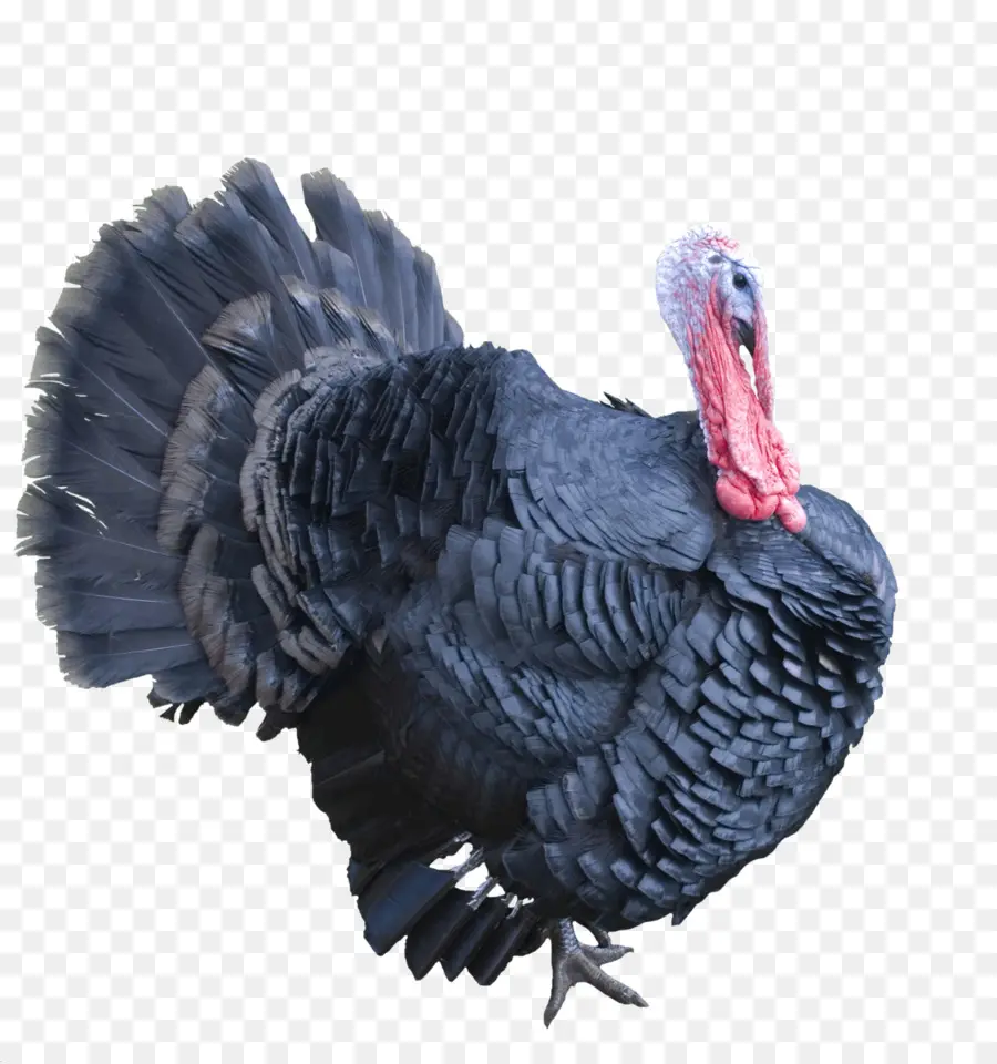 تركيا，تركيا لحم PNG