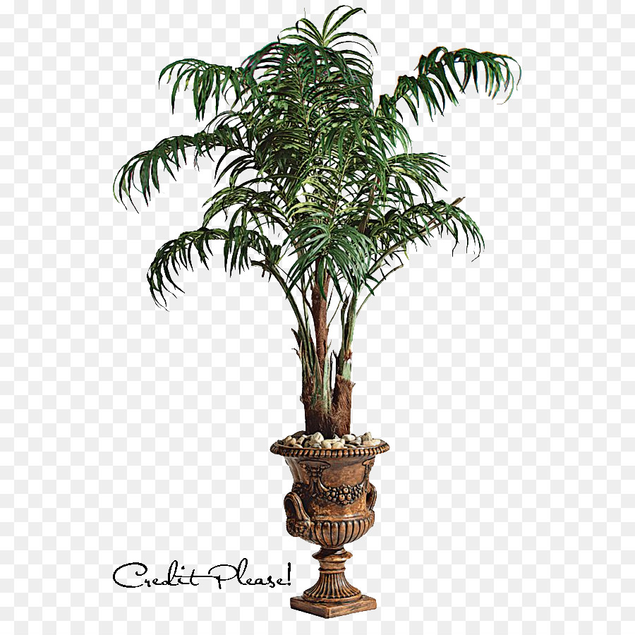 Arecaceae，شجرة PNG