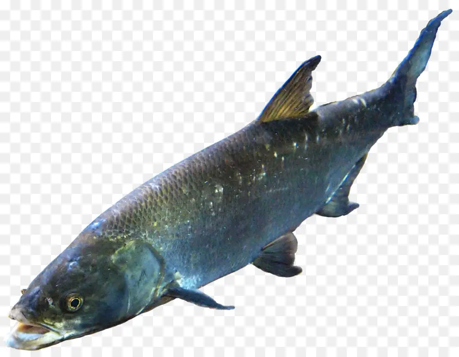 سمك السلمون，الأسماك PNG