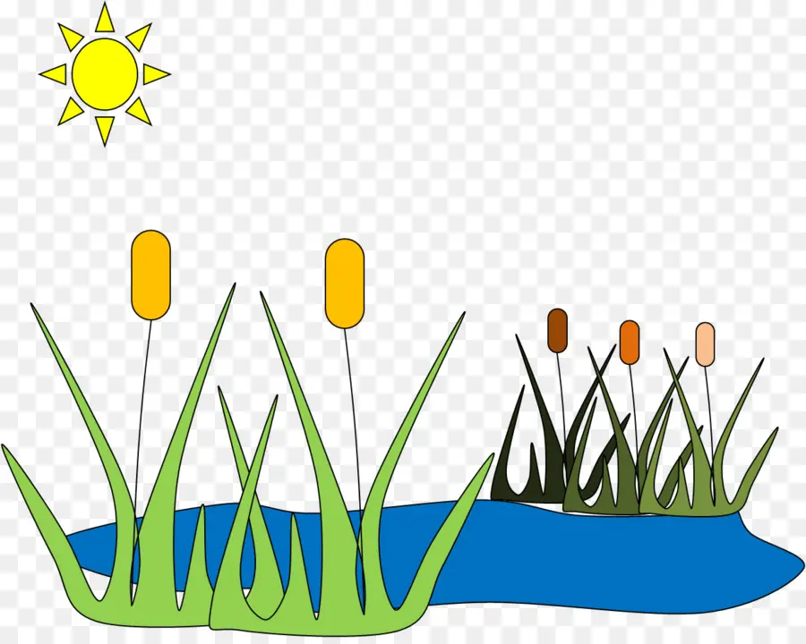 بركة مع Cattails，ماء PNG