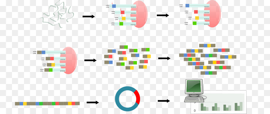 عملية تسلسل الحمض النووي，علم الوراثة PNG