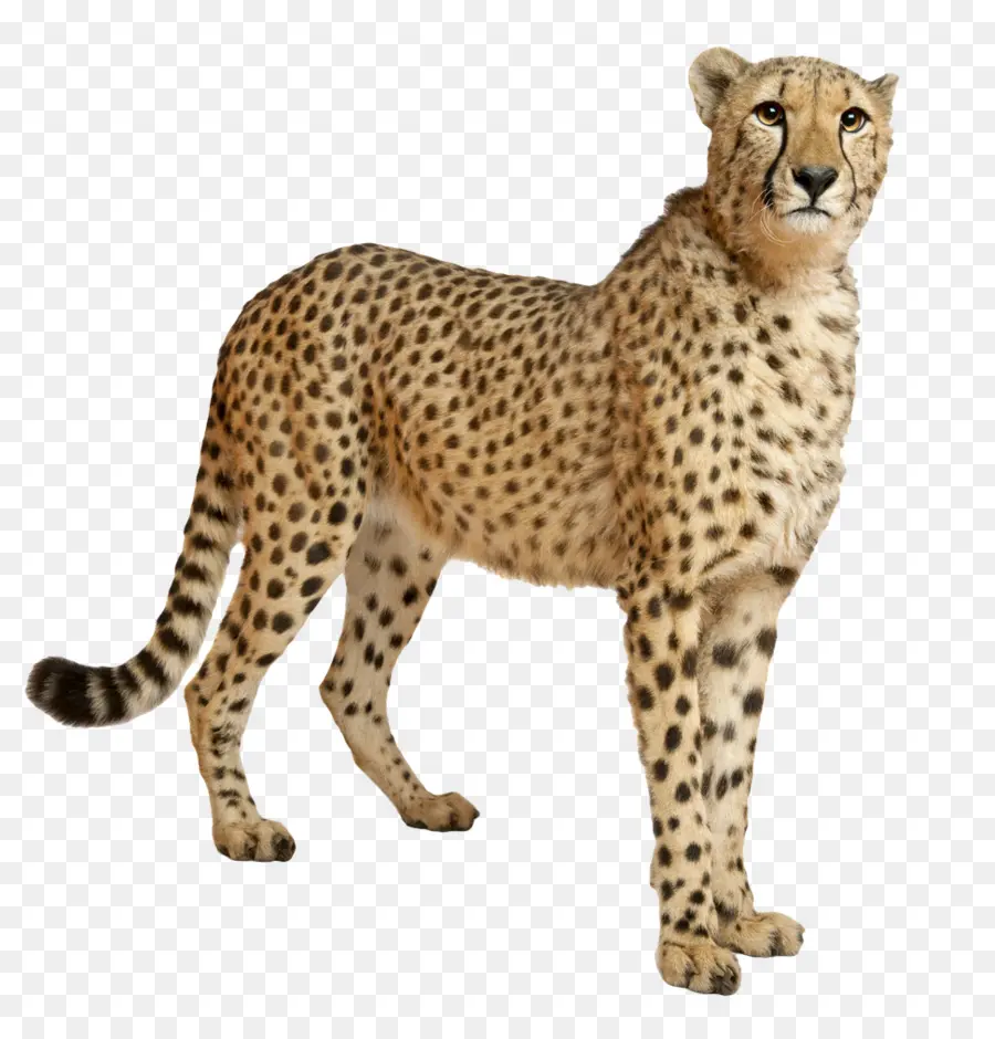 الفهد，Felinae PNG