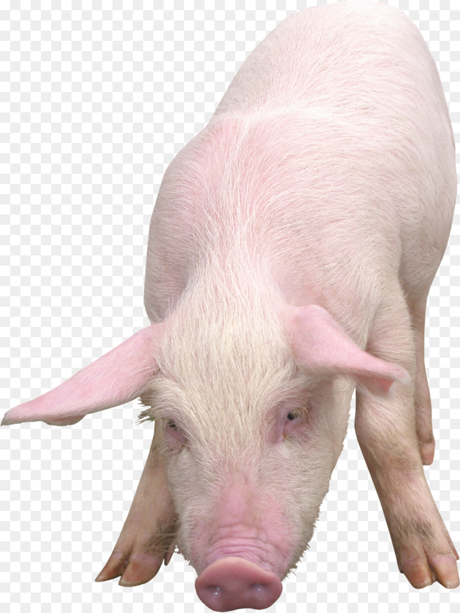 الخنازير والخنازير，الماشية PNG