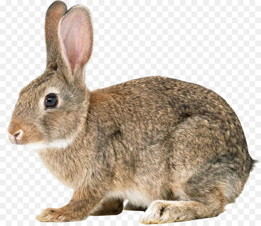 أرنب عيد الفصح，أرنبة PNG