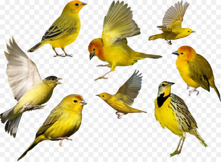 الطيور，خلفية سطح المكتب PNG