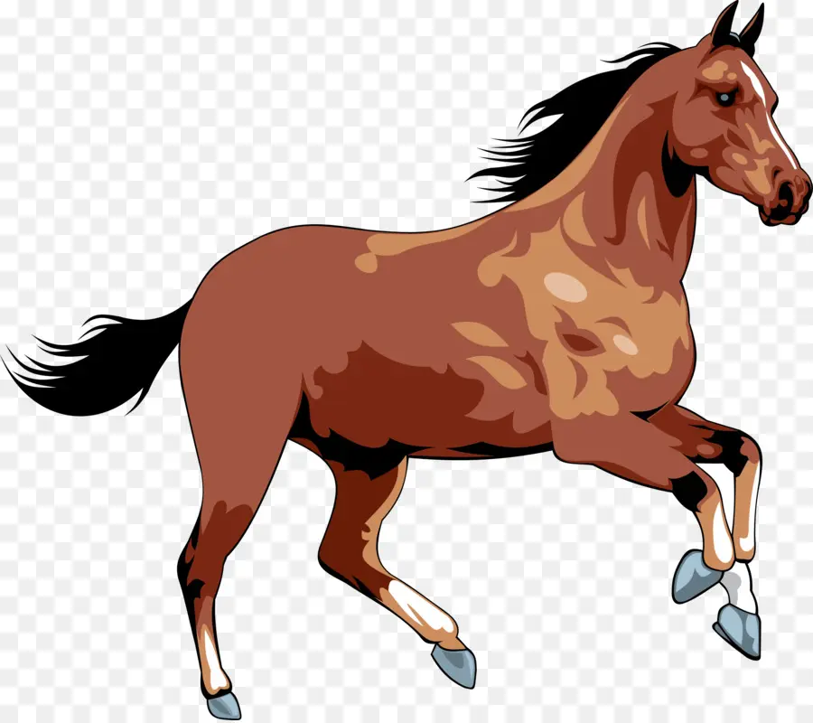 الحصان，الحصان البري PNG