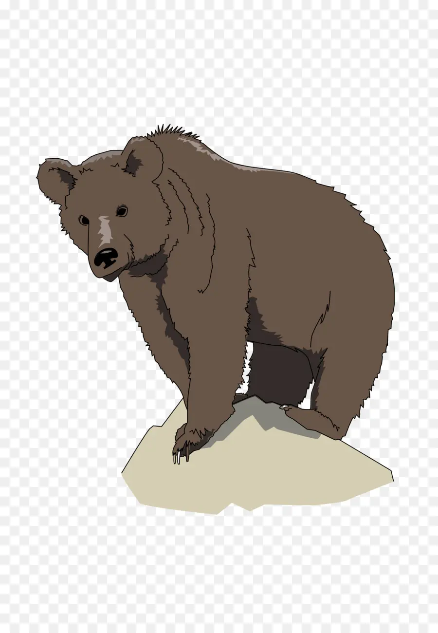 الدب البني والدب البني ماذا ترى，الدب PNG