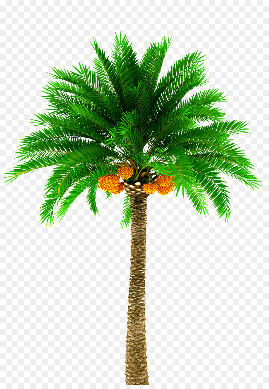 arecaceae