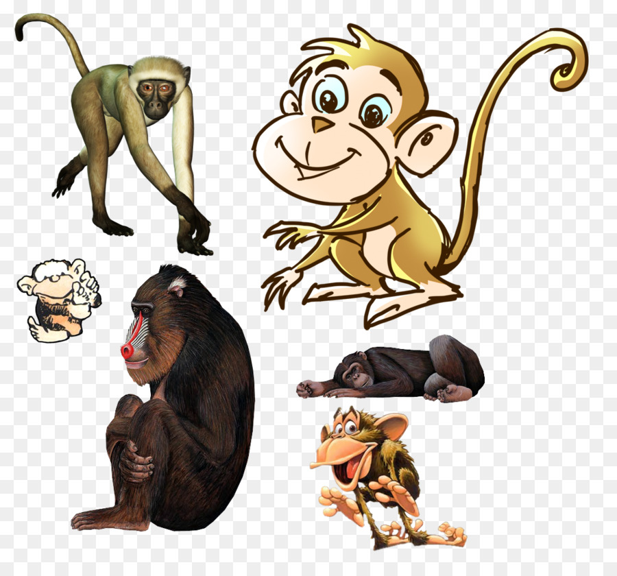 القرد，الرئيسيات PNG