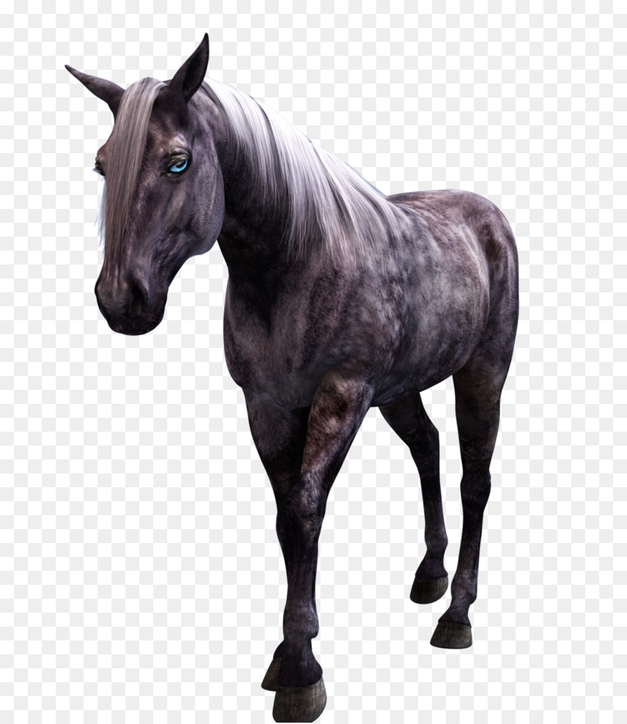 الفريزيان الحصان，موستانج PNG