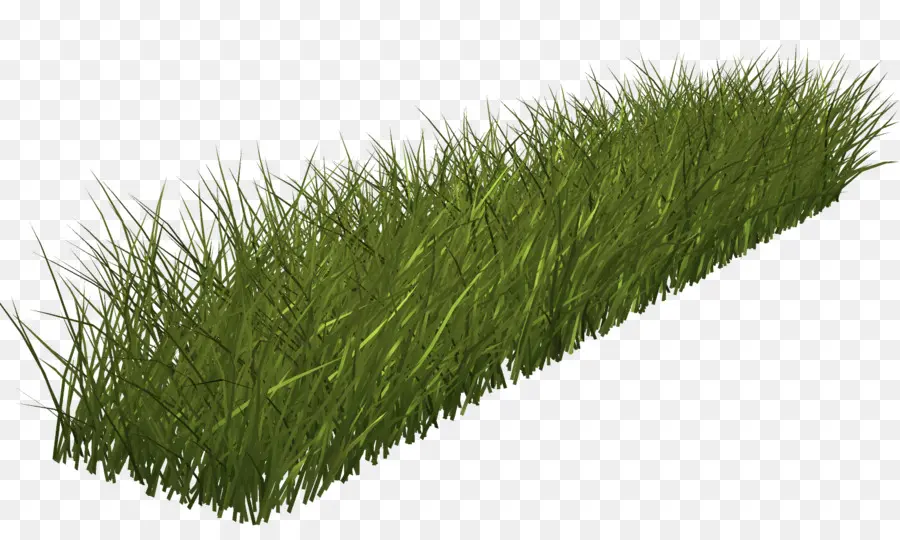 العشب，الأخضر PNG