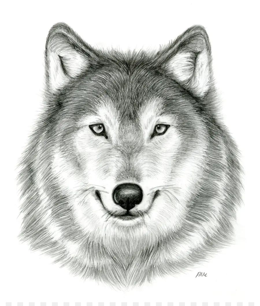 الذئب الرمادي，الرسم PNG