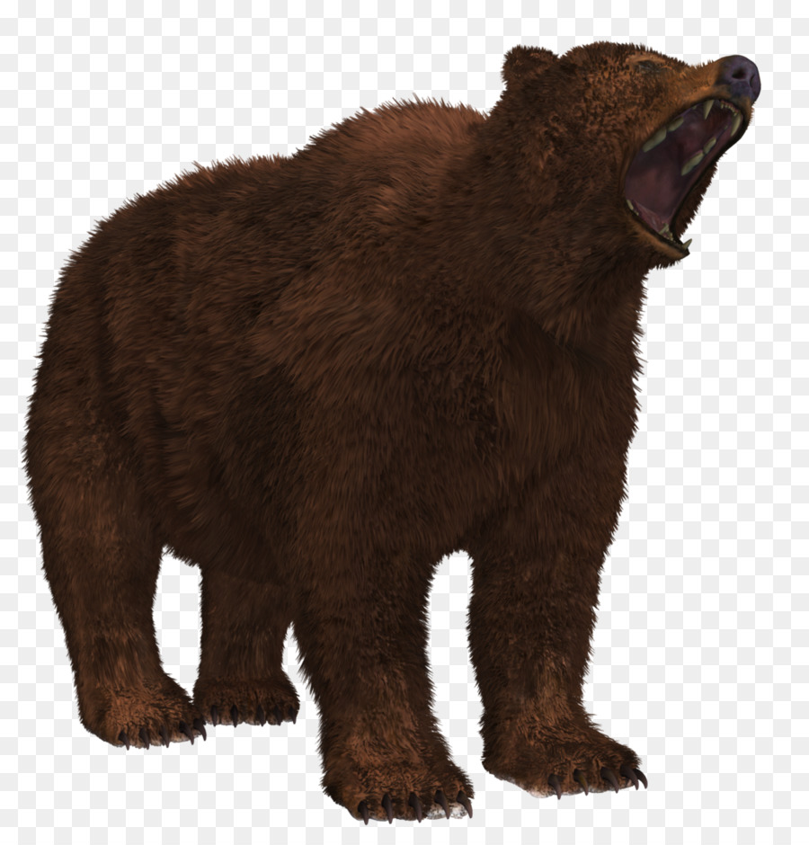 الدب，شبه جزيرة ألاسكا الدب البني PNG