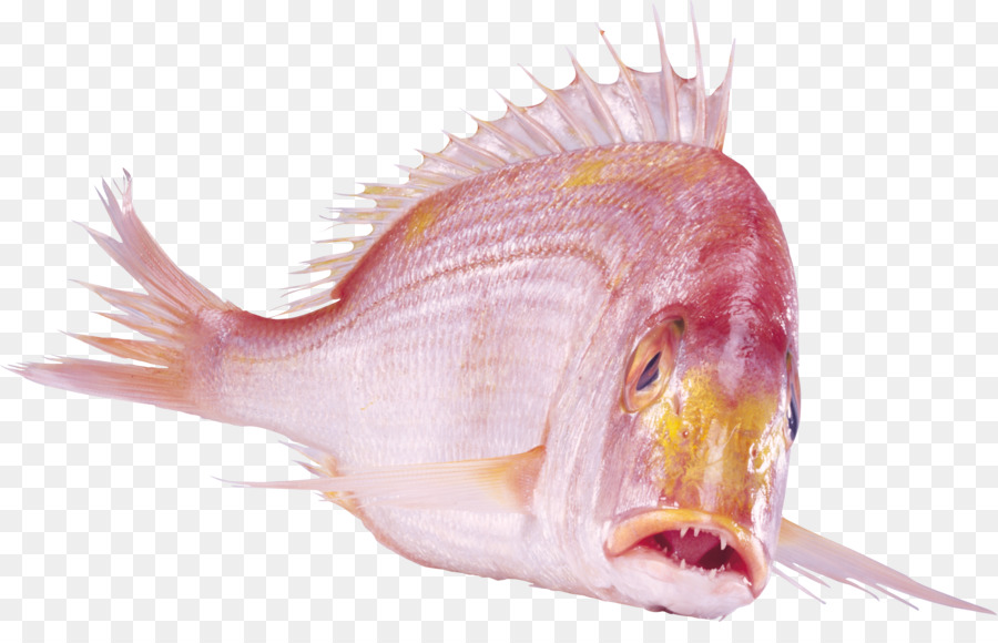 الأسماك，تحميل PNG