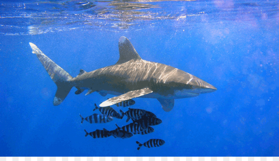 المحيطات Whitetip Shark，القرش PNG