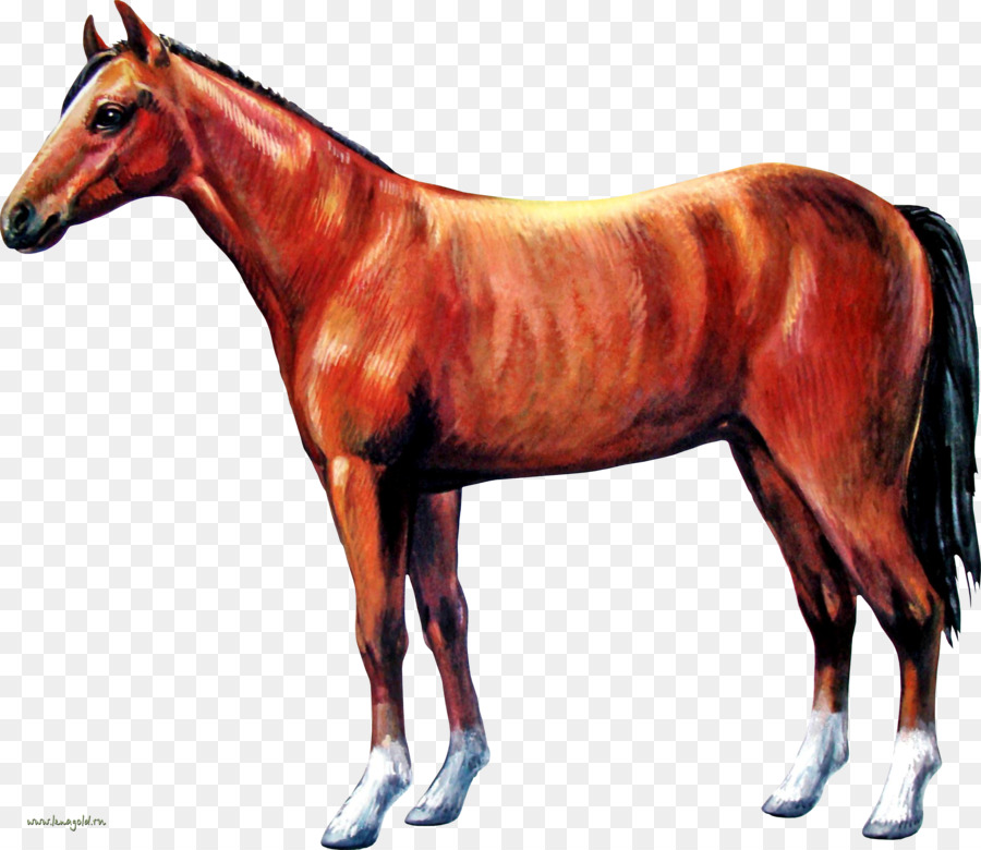 الحصان，الخيول PNG