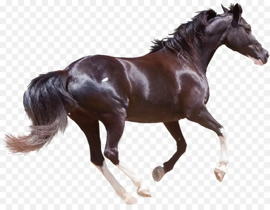 الفريزيان الحصان，مورغان الحصان PNG