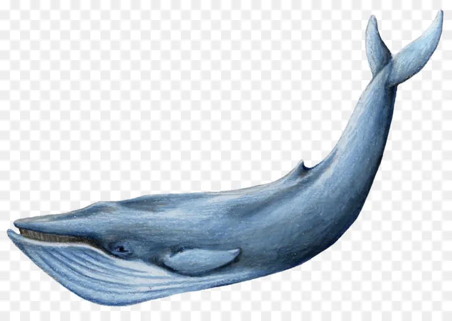 الحوت，الحوت الأزرق PNG