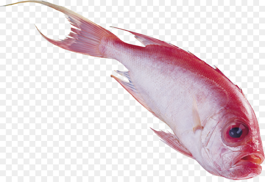 الأسماك，Nemipterus Virgatus PNG