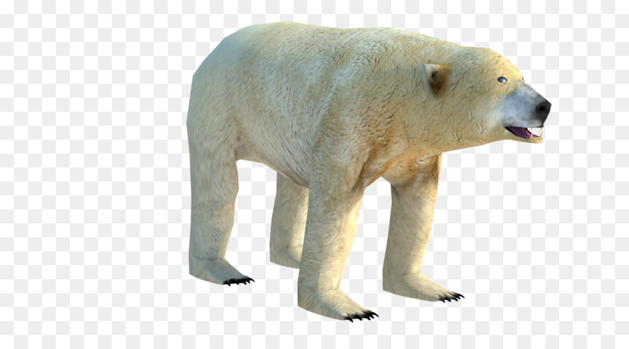 الدب，الدب القطبي PNG
