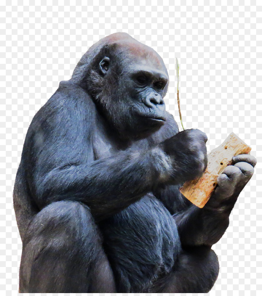 الشمبانزي，الغوريلا PNG