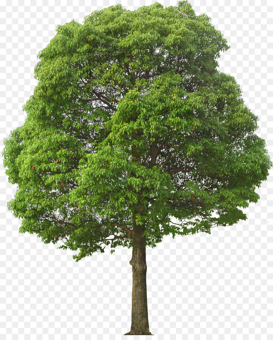 شجرة，الصفصاف PNG