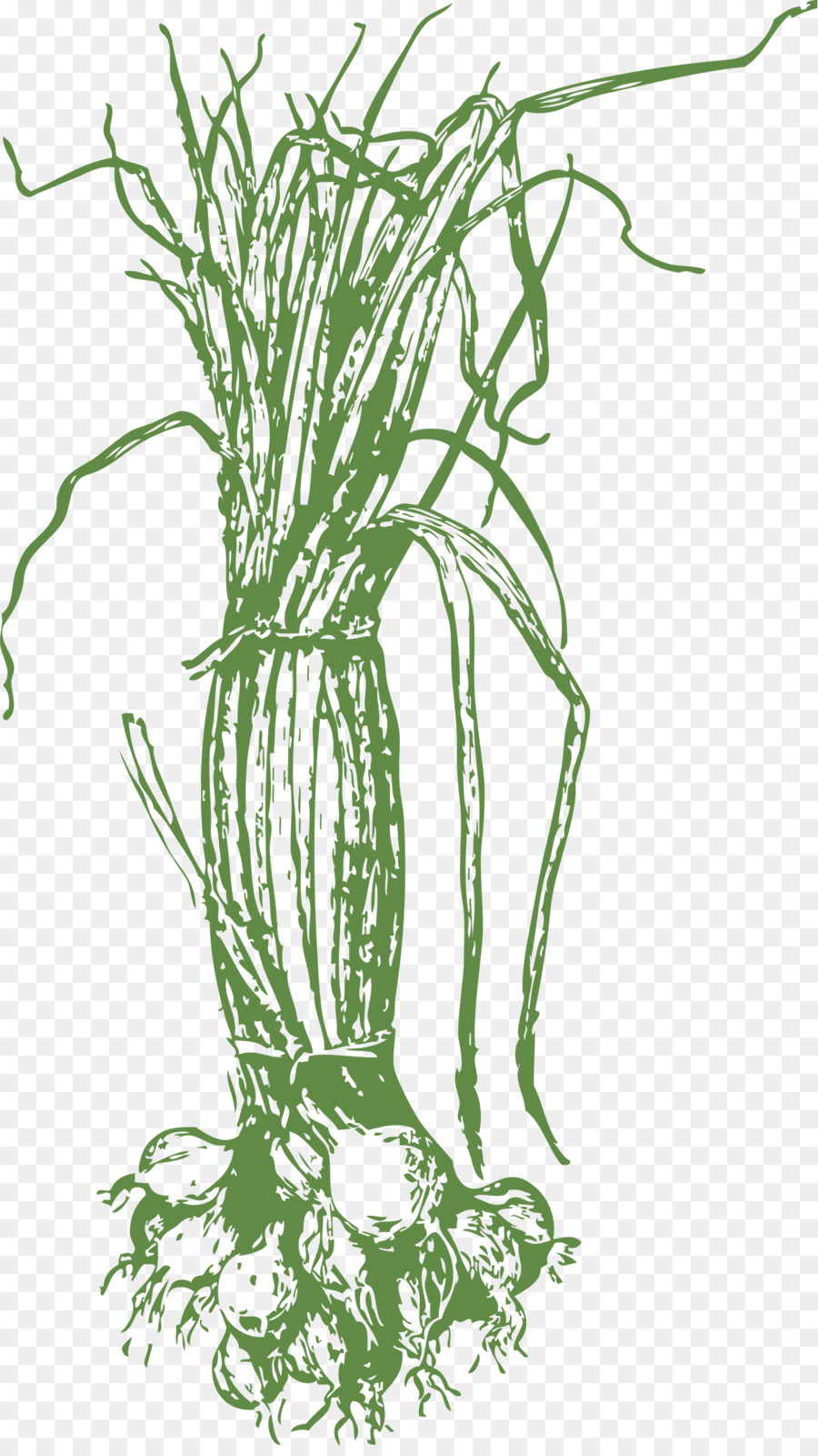 البصل，الرسم PNG