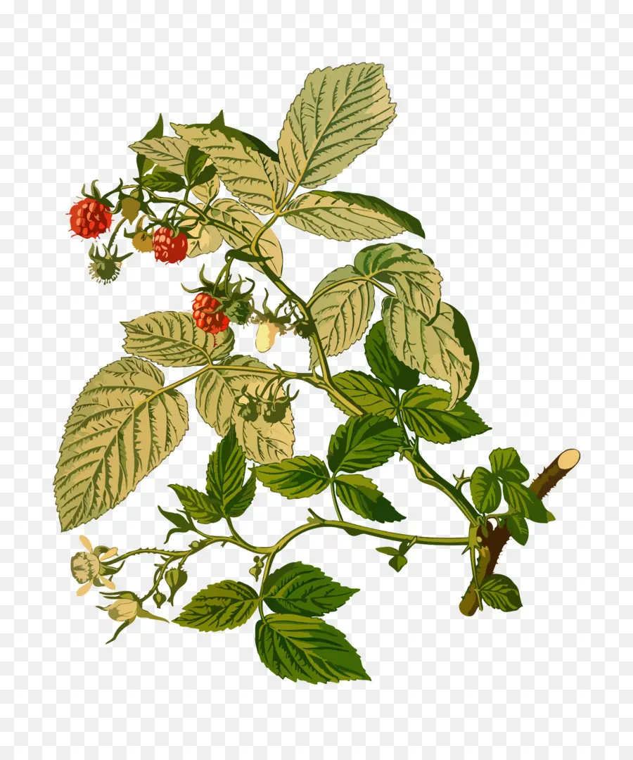 نبات，Cloudberry PNG