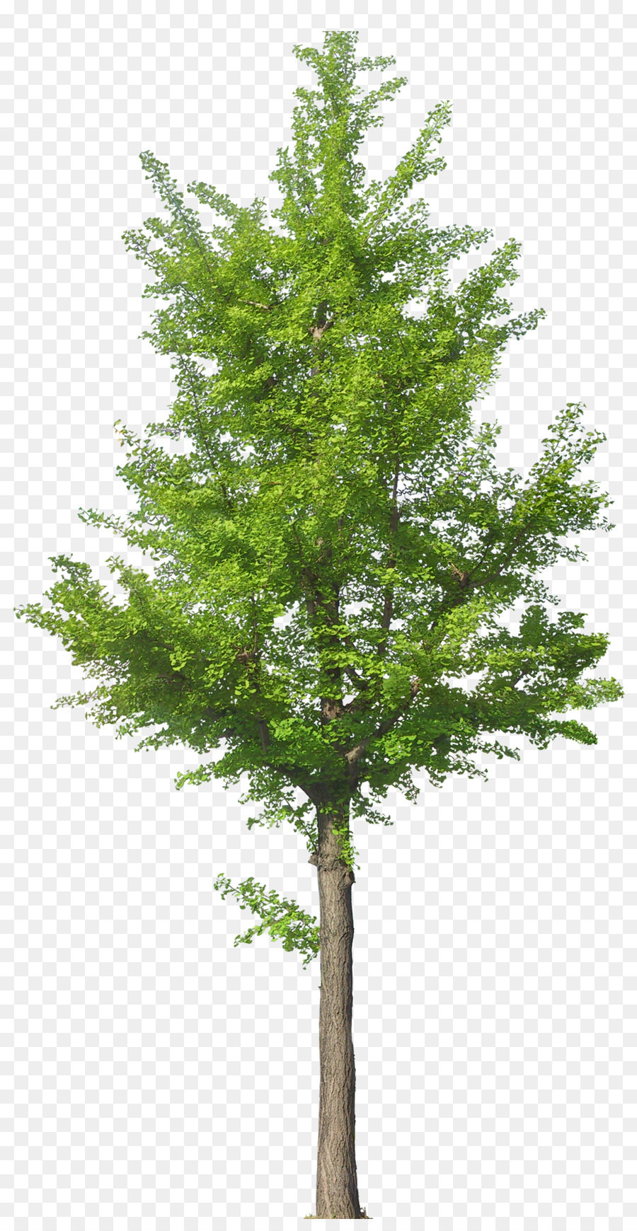 شجرة，البلوط PNG