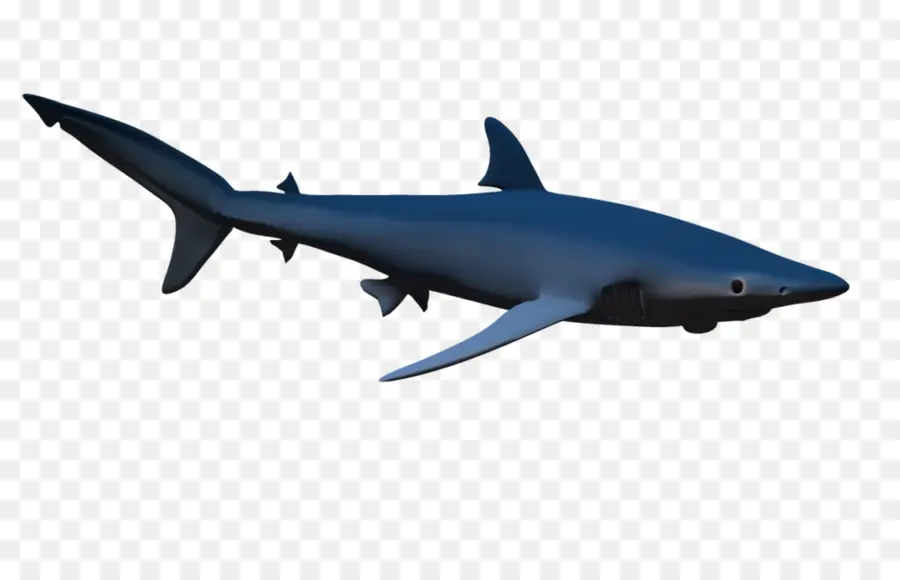 القرش，القرش المطرقة PNG