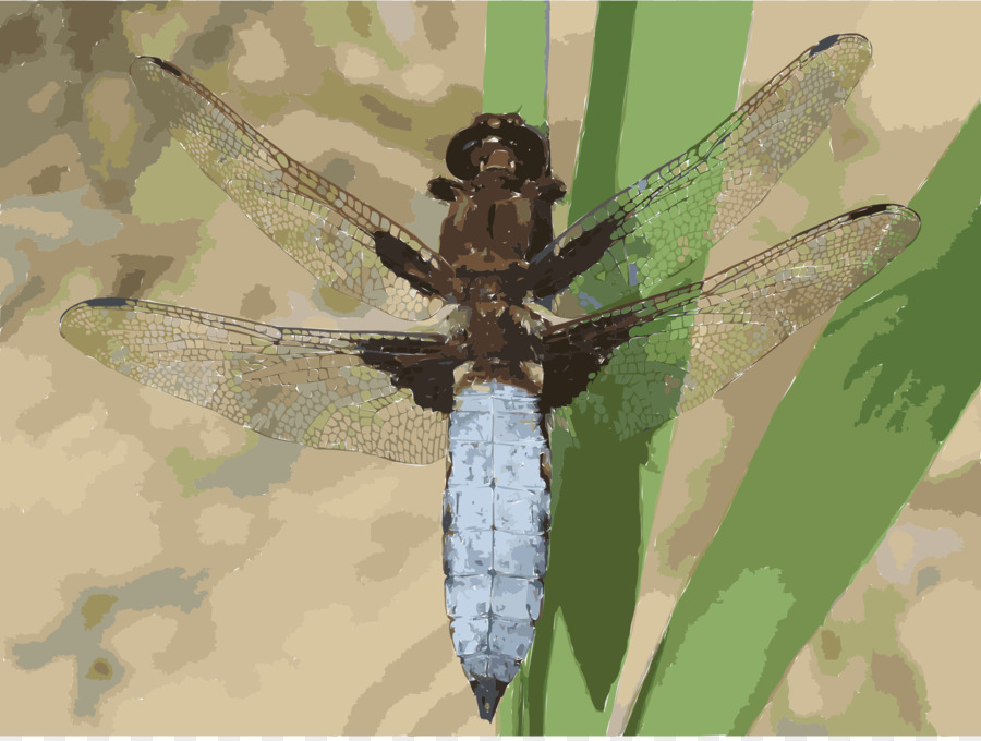 Libellula Depressa，الحشرات PNG