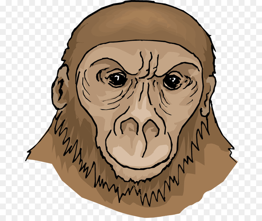 القرد，الغوريلا PNG